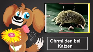 🐶 Ohrmilben bei Katzen – Mittel gegen Milben bei der Katze [upl. by Ahsai]