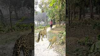 The man was very scared when he saw the tiger inside the village vfx shorts wildlife leopard [upl. by Akirehc]