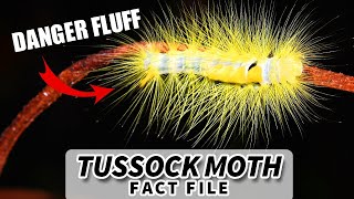 Tussock Moth Facts DANGER FLUFF  Animal Fact Files [upl. by Coad932]