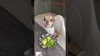 Keke chihuahua chiwawa рек chihuahuadogbreed ring puppy chihua yourpet pets cute [upl. by Hindu]