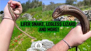 Lifer Snake Big Legless Lizard and More [upl. by Etteniuq]