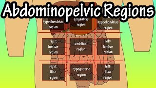 Abdominopelvic Quadrants And Regions  Abdominal Quadrants [upl. by Danuloff]