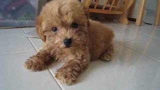 Distemper toy poodle Video 2  Prior to diagnosis [upl. by Ssur]