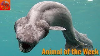 Frilled Shark  Animal of the Week [upl. by Ahgiela785]