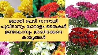 Jamanthi Plant Flowering  Simple Tips  ജമന്തി ചെടി നന്നായി പൂക്കാൻ  മഴക്കാല പരിചരണം [upl. by Him]