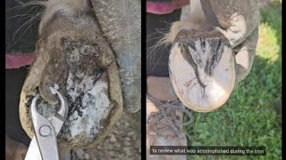 mini pony trim overgrown hoof Before amp After horse hoof trim hoofcare oddly horse farrier [upl. by Pepillo475]