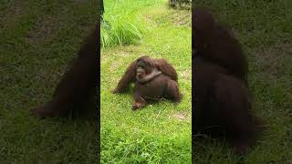 orangutan funny [upl. by Hukill]