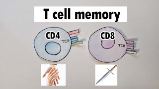 T cell memory  CD4 and CD8 T cell memory [upl. by Hunfredo817]