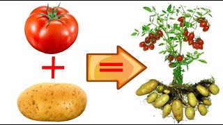 INCREDIBILE POMODORO E PATATA NASCONO DA UNA SOLA PIANTA INNESTALI ED OTTERRAI UN RISULTATO SUPER [upl. by Roselani266]