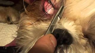 Treating a corneal ulcer in a bug eyed dog [upl. by Atinaej]