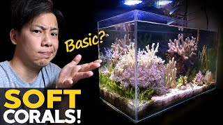 My BASIC Reef Tank 🚽 Soft Corals Macro Algae Mangrove Tank Update details in desc [upl. by Ahseiyn]