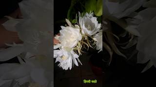 आज अंगणात हे सुगंधी चांदणे फुलले fragrantflowers flowers nightflower [upl. by Arhas664]