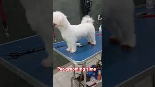 pets groom grooming groomingsalon groomingdog groomer funny like videos youtube groomers [upl. by Hynda]