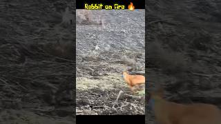 Rabbit on fire 🔥 hunter dog vs rabbit 🐰 be careful 😮shorts short shortsfeed [upl. by Ribak]