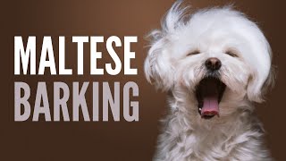 Maltese Barking Sounds To Make Your Dog REACT Original [upl. by Cy154]