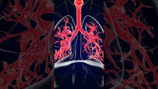 Le système respiratoire  The Respiratory System  The Process of Breathing [upl. by Mcintyre]