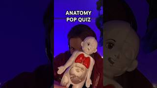 ASMR Human Anatomy Pop Quiz asmrvideos [upl. by Ytineres]