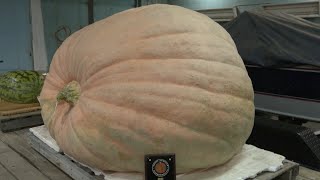 Don Crews from Lloydminster has once again grown a championship winning pumpkin [upl. by Reuben732]