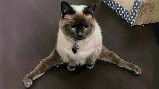 Cats With Zero Brain Activity 😂 Funniest Cats Videos 2024 😹 Part 13 [upl. by Mollie]