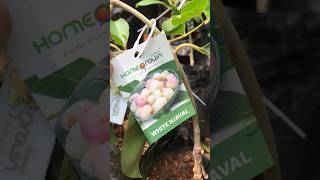 White Njaval Bud plant from Homegrown nursery 8714786566Courier service available ThrissurMullurkara [upl. by Eimirej]