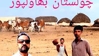 Daily Routine Life of Chulisatn willage  Pnjab Desert Life  Organic Life  india Pakistan bordr [upl. by Beera]