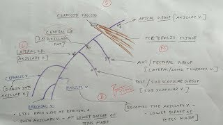 Mammary gland Anatomy  7 Lymphatic drainage  Axillary lymph nodes  TCML [upl. by Garratt]