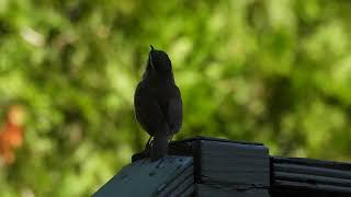 Wrens in my shed [upl. by Lalad992]