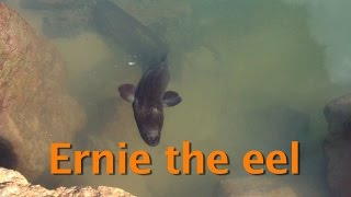 Ernie the friendly eel [upl. by Faustina]