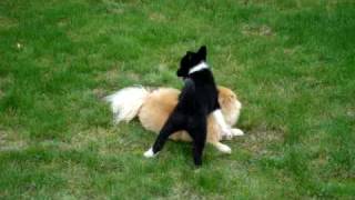 Karelian Bear Dog amp Spitz Wrestling [upl. by Bascio]