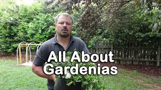 ALL ABOUT GARDENIAS  Details about different varieties and how to grow Gardenias [upl. by Rego627]