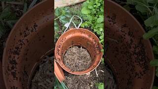 Inground Worm Composting in Garden Bed Easy Home Composting with earthworms [upl. by Huesman661]