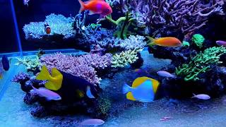 1125 l reef aquarium [upl. by Fia]