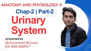 Urinary Systems UrduHindi  Anatomy and Physiology2 Chap2 Part2  KMU Patterns with MCQS [upl. by Airlia]