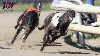 Greyhound Racing  Champions  Track race 686m 🏆 [upl. by Haimerej]