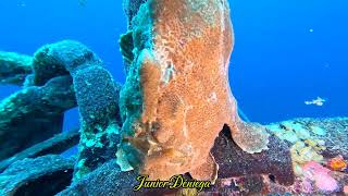 A Fantastic Creature Giant Painted Frog Fish Antennarius pictus In Moalboal Cebu Philippines 🇵🇭 [upl. by Debor]