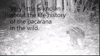 Rare wildlife footage pacarana [upl. by Leribag]