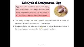 6 Study Life cycle and External Morphology of Bombyx mori Silk moth [upl. by Auhsoj]