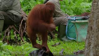 Orangutan Jungle School Cinta Washing Up [upl. by Ainehta722]