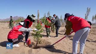 Más de 500 millones de árboles plantados mediante campañas voluntarias en Mongolia Interior China [upl. by Essirehc]