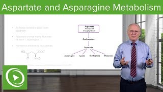 Aspartate Family and Asparagine Metabolism – Biochemistry  Lecturio [upl. by Ahsotal]