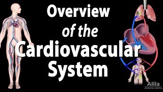 Cardiovascular System Overview Animation [upl. by Fiden]