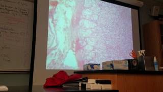 Adrenal Gland Histology [upl. by Innad]