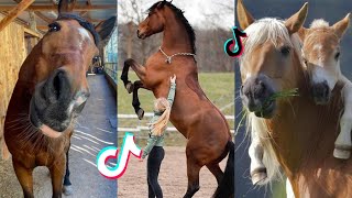 The Cutest HORSES  Equestrian TikTok Compilation 48 [upl. by Liatris]