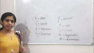 Morphology of Flowering plants  Part 3   Chapter 5 class 11th Biology biology cbse neet [upl. by Solrak740]