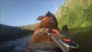 Go Pro running lurcher and two dog canicross training Running with Dogs [upl. by Selway]