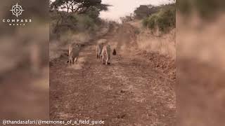 Brave Honey Badger Fights Off 4 Lions Alone [upl. by Mateo154]