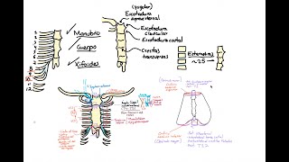 Anatomía pared torácica 1 huesos y anatomía de superficie [upl. by Retlaw]