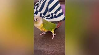 Adorable parrot shows off dance moves and sings along owner [upl. by Vyse]