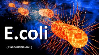 E coli  Escherichia coli   e coli bacteria in hindi  e coli microbiology [upl. by Sugna269]