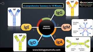 5 classes of Immunoglobulins Structure and their functions [upl. by Redman718]